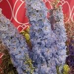 Delphinium elatumΛουλούδι