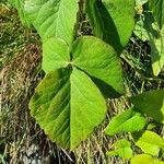 Laserpitium latifolium Fulla