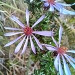 Galatella sedifolia Flower