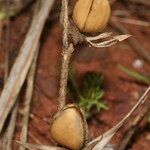 Helianthemum ledifolium Fruit