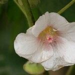 Alcea biennis Flower