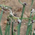 Allium fistulosumFruit