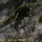 Carex brachystachys Kvet