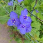 Tradescantia occidentalis Flower