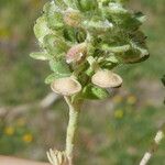 Alyssum alyssoides Frukt