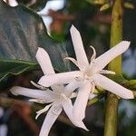 Coffea arabica ফুল