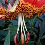 Lilium lancifolium Flor