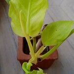 Philodendron hederaceum  var kirkbridei 葉
