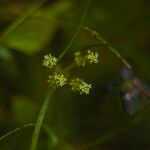 Hydrocotyle bonariensis Floare