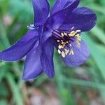 Aquilegia confusa