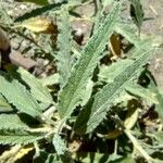 Sphaeralcea angustifolia Hoja
