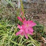 Hesperantha coccinea 花
