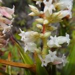 Dracophyllum ramosum