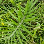 Cirsium eriophorumLeaf