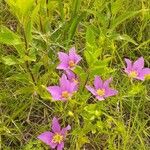 Sabatia campestris Flower