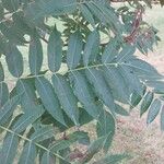 Rhus glabra Hoja
