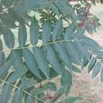 Rhus glabra Ліст