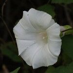 Calystegia silvatica Blüte