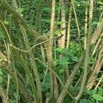 Ligustrum leucanthum Bark