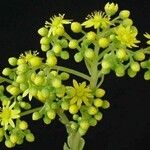 Aeonium × barbatum Floare