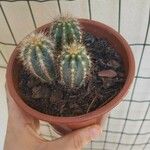 Echinocereus coccineus Листок