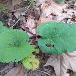 Arctium nemorosum Leaf