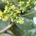 Zanthoxylum acuminatum Fiore