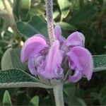 Phlomis purpurea Kvet