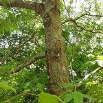 Platanus orientalis Habit