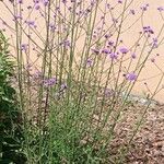 Verbena bonariensis Habitat