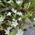 Minuartia rostrata Цветок