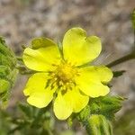 Potentilla recta Flor