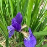 Iris virginica 花