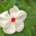 Catharanthus coriaceusFlower