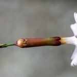 Dianthus longicaulis Květ