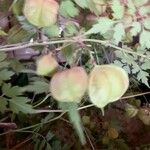 Cardiospermum halicacabum Froito