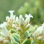 Cyathopsis albicans Flor