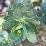 Euphorbia myrsinites Blad