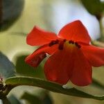 Rhododendron christi Flower