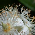 Pleuranthodendron lindenii Květ