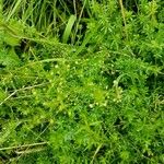 Galium divaricatum 葉