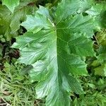 Acanthus mollis Leaf