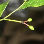 Guatteria dolichopoda Fruit