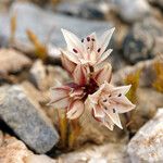 Allium atrorubens Blomma