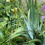 Sisyrinchium striatum Feuille