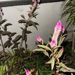 Celosia argenteaFlower