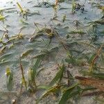 Zostera marina Folha