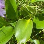 Pontederia crassipes Лист