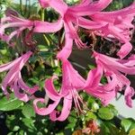 Nerine sarniensis Flower