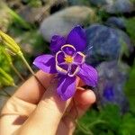Aquilegia flabellata Virág